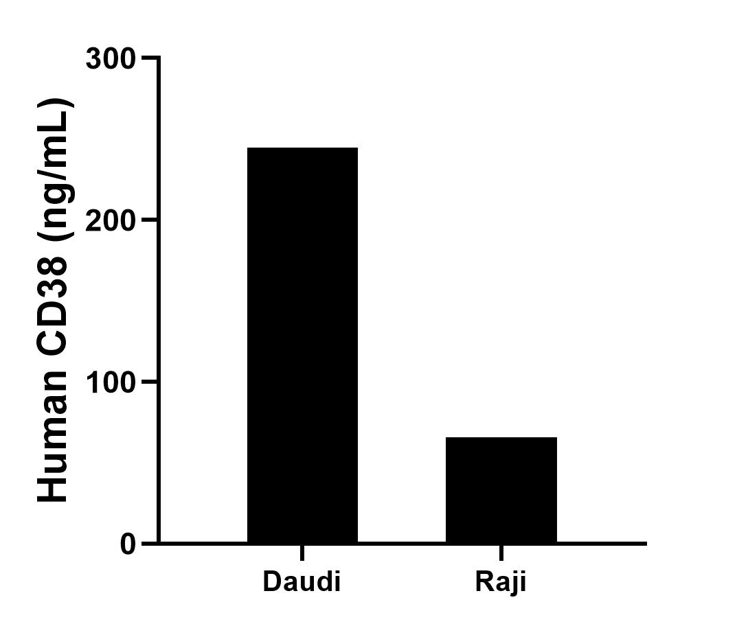 The mean CD38 concentration was determined to be 244.5 ng/mL in Daudi cell extract based on a 1.8 mg/mL extract load and 65.6 ng/mL in Raji cell extract based on a 1.2 mg/mL extract load.